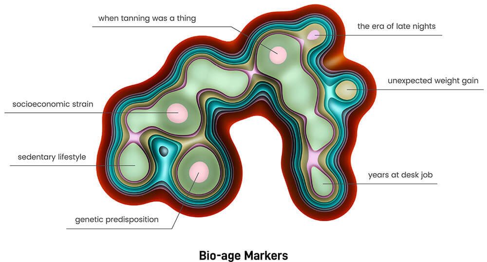 Cross-section diagram in deep red, turquoise, and sage green. It describes things that affect bio-age: tanning, partying, sitting at a desk, weight gain, genetics, sedentary, and socioeconomic strain