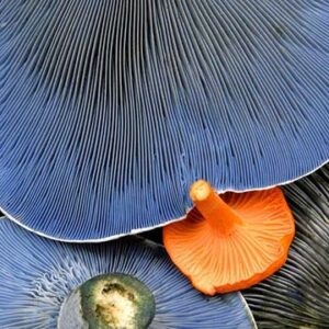 Close-up shot of the underside of blue and bright orange mushrooms, the source of ergothioneine