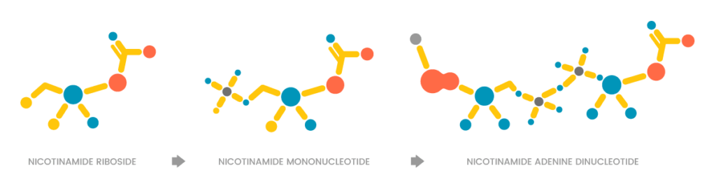 Conversion of molecular structures, NR to NMN to NAD