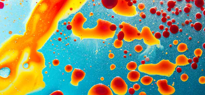 Counter benefit of too much resveratrol - cell death