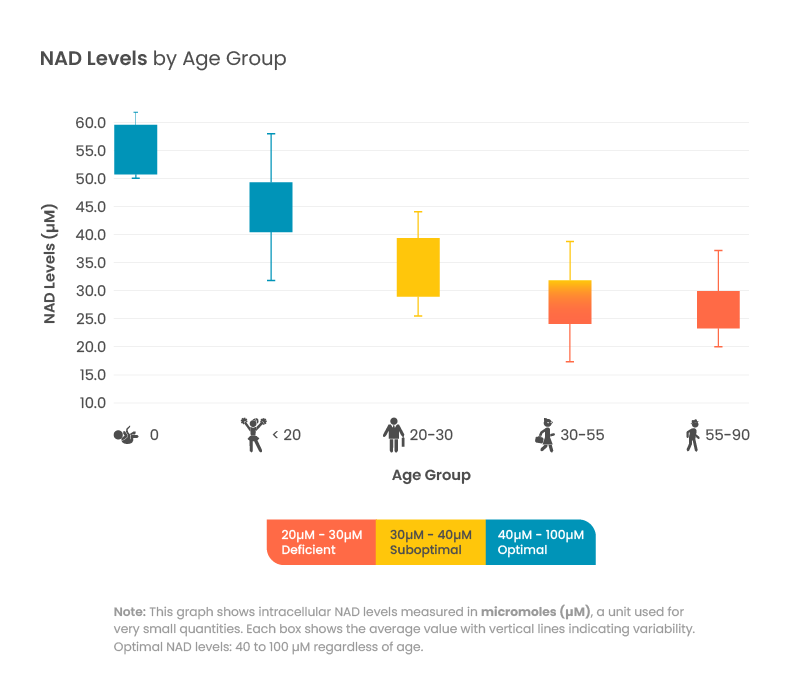 Graph depicting intracellular NAD levels in micromoles (uM), highlighting optimal levels between 40 to 100 uM across various ages