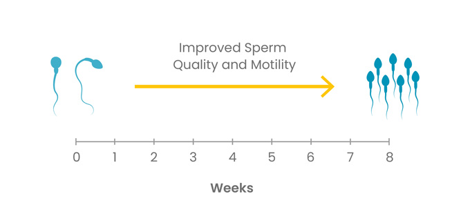 Diagram showing improved sperm quality and motility in diabetic mice after eight weeks of NMN supplementation
