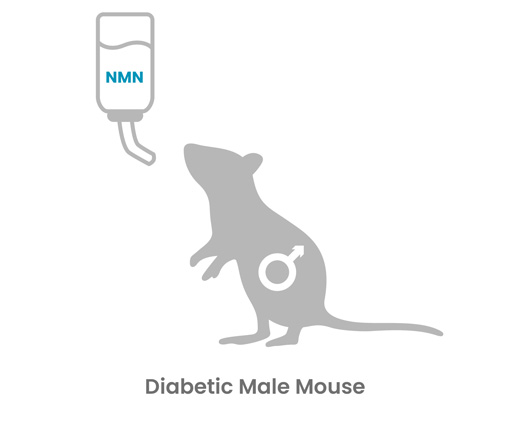 Illustration of a diabetic male mouse receiving NMN, representing its impact on fertility