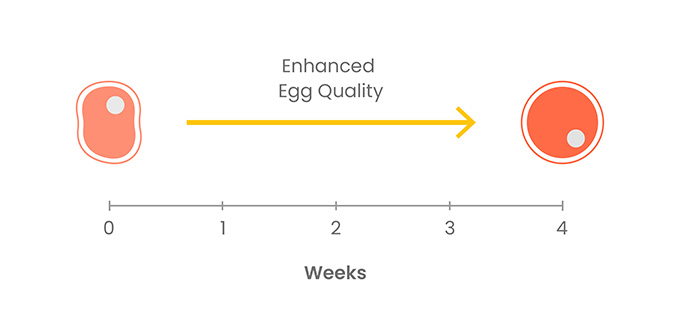 Diagram showing enhanced egg quality in aging mice after four weeks of NMN supplementation