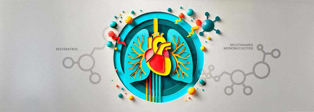 Paper cutouts of human lungs with heart, NMN, and Resveratrol molecular structures in turquoise, red, and yellow.
